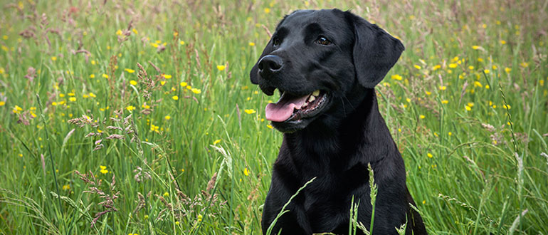 Black Labrador